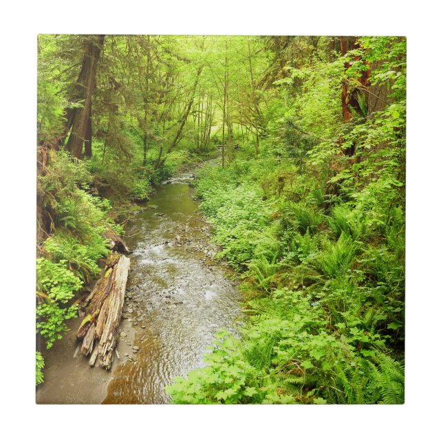 Lost Man Creek II at Redwood National Park Ceramic Tile (Front)