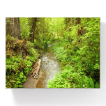 Lost Man Creek II at Redwood National Park Paperweight