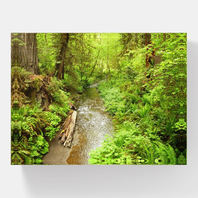 Lost Man Creek II at Redwood National Park Paperweight (Front)