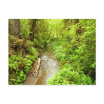 Lost Man Creek II at Redwood National Park Postcard