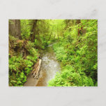 Lost Man Creek II at Redwood National Park Postcard