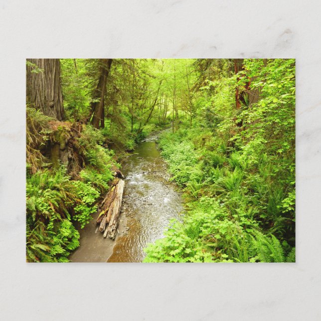 Lost Man Creek II at Redwood National Park Postcard (Front)