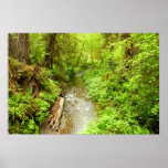 Lost Man Creek II at Redwood National Park Poster