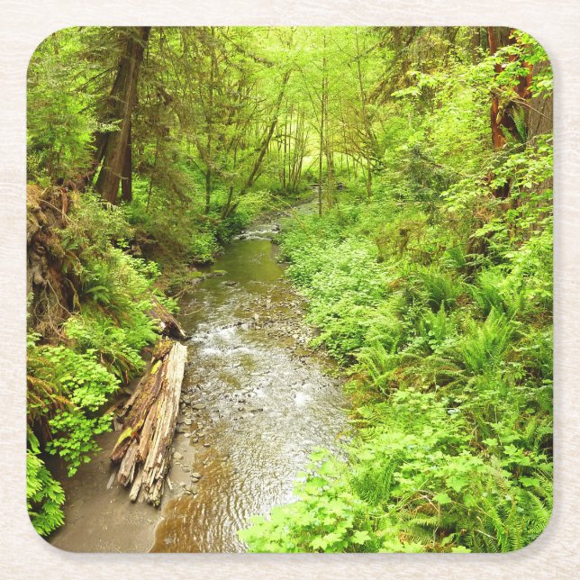 Lost Man Creek II at Redwood National Park Square Paper Coaster (Front)