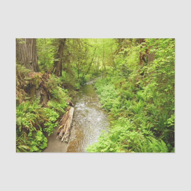 Lost Man Creek II at Redwood National Park Tissue Paper (Front)