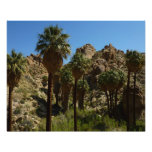 Lost Palms Oasis I at Joshua Tree National Park Photo Print