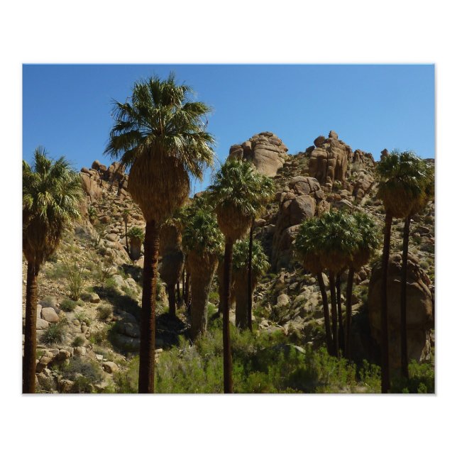 Lost Palms Oasis I at Joshua Tree National Park Photo Print (Front)