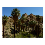 Lost Palms Oasis I at Joshua Tree National Park Postcard