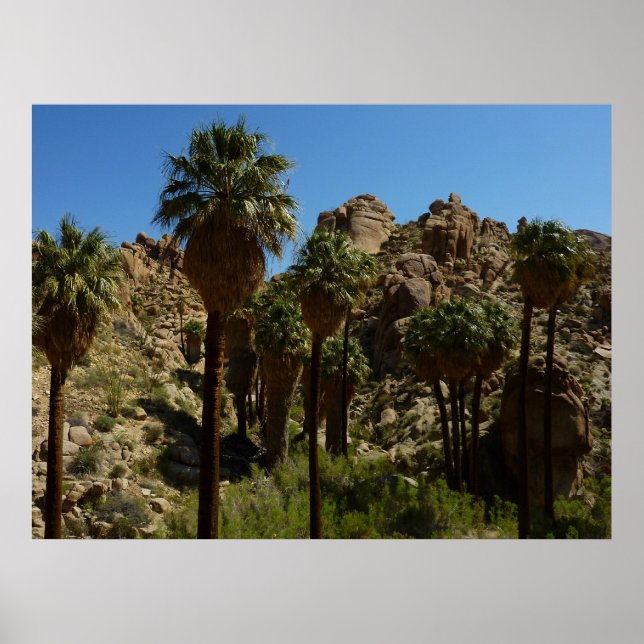Lost Palms Oasis I at Joshua Tree National Park Poster (Front)
