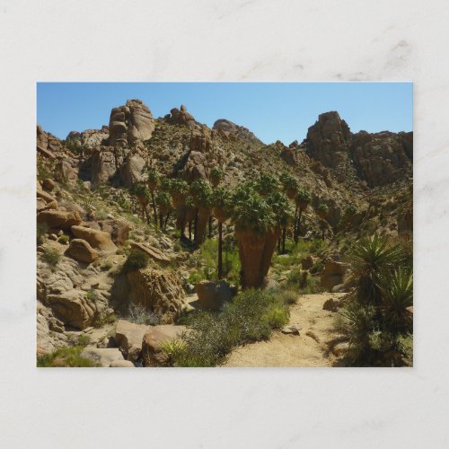 Lost Palms Oasis II at Joshua Tree National Park Postcard