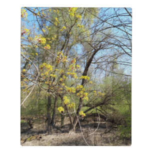Lost Places , Meadowlands nature, Spring awakening Jigsaw Puzzle