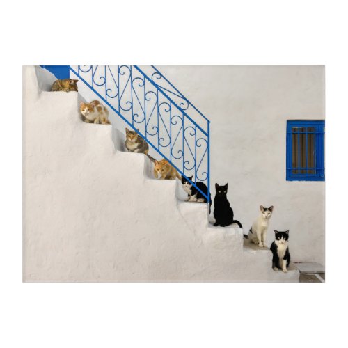 Lot of cats on a white stairway in a Greek village Acrylic Print