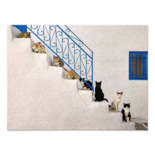 Lot of cats on a white stairway in a Greek village Photo Print