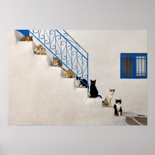 Lot of cats on a white stairway in a Greek village Poster