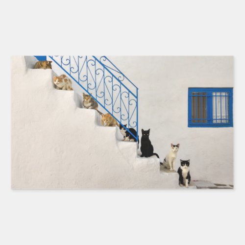 Lot of cats on a white stairway in a Greek village Rectangular Sticker