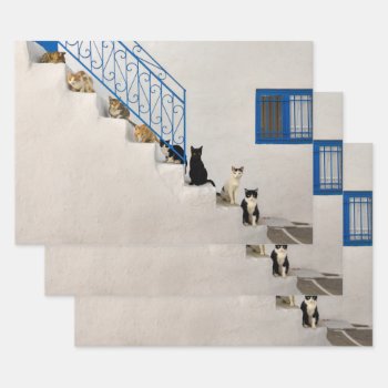 Lot Of Cats On A White Stairway In A Greek Village Wrapping Paper Sheets by Kathom_Photo at Zazzle