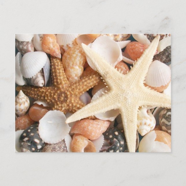 Lots of Colorful Seashells Postcard (Front)