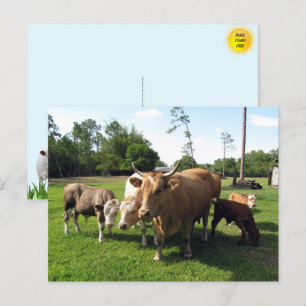 Lots of Cows & a Couple little Bulls Postcard