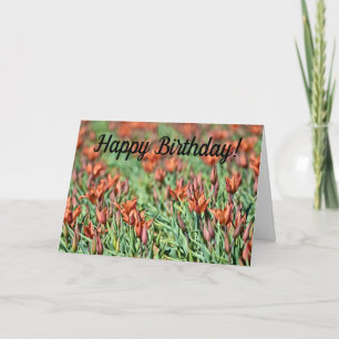 Lots of Orange Tulips Birthday Card