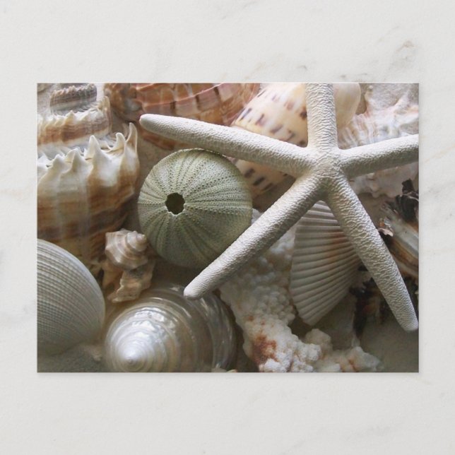 Lots of Seashells Print Postcard (Front)