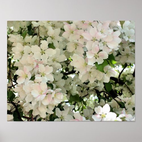 Lots Of Spring Crabapple Flower Blossoms Poster