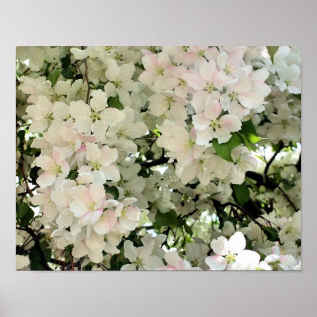 Lots Of Spring Crabapple Flower Blossoms Poster (Front)