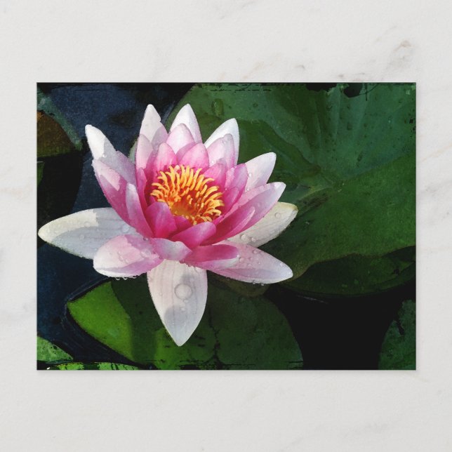Lotus2 Postcard (Front)