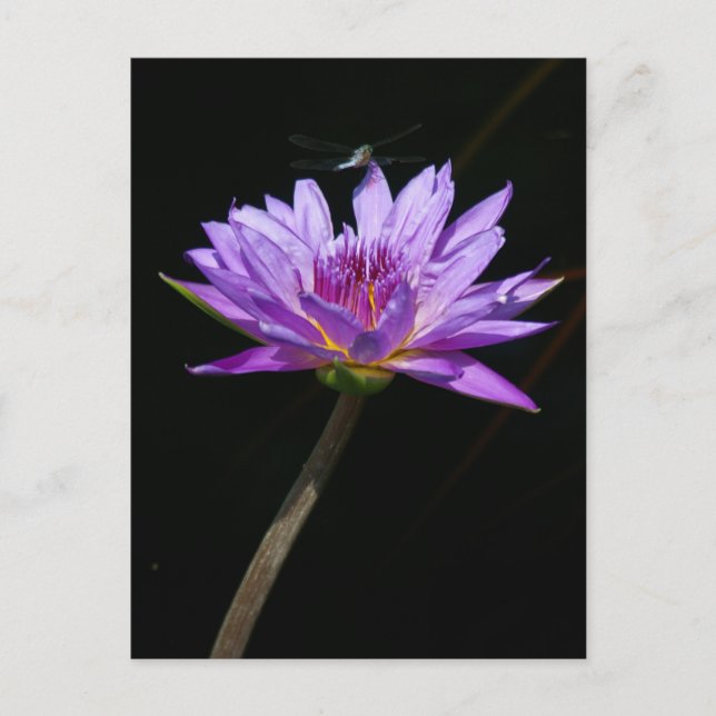 Lotus and Dragonfly Postcard (Front)