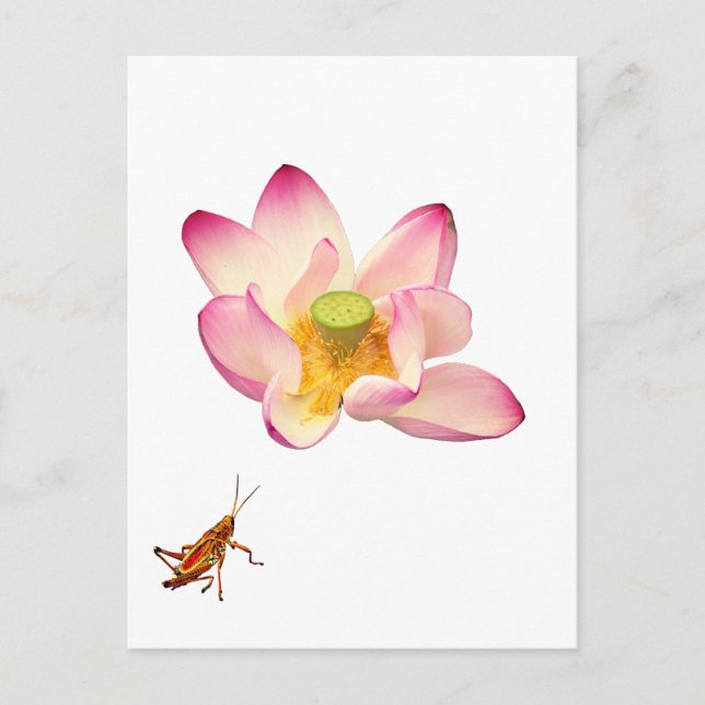 Lotus and Grasshopper Postcard (Front)