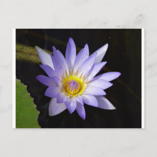 lotus bleu du Nil Postcard