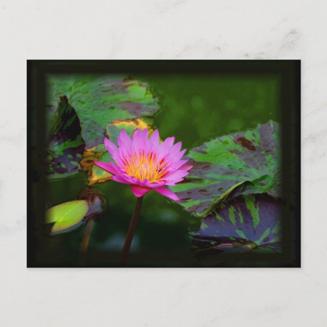 Lotus Bloom Postcard (Front)