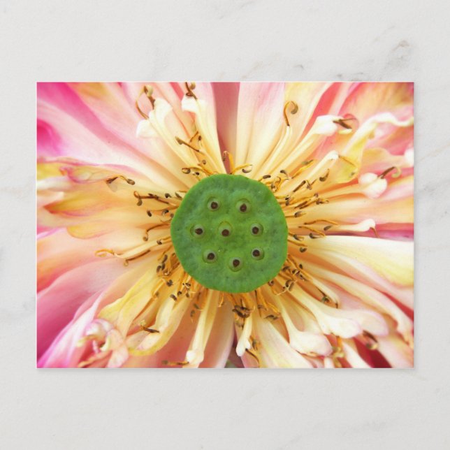 Lotus Bloom Postcard (Front)