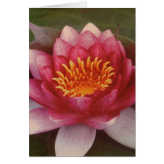 Lotus Blossom - By Logan Guinn Cards