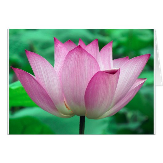 lotus blossom cards (Front Horizontal)