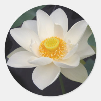Lotus Blossom Classic Round Sticker