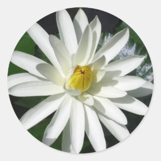 Lotus Blossom Classic Round Sticker
