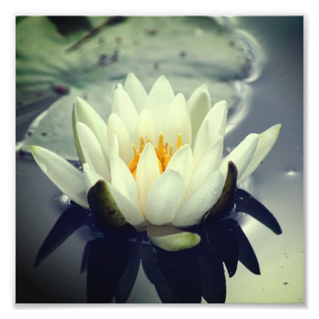 Lotus Blossom Lily Flower 8x8 Photo Print (Front)