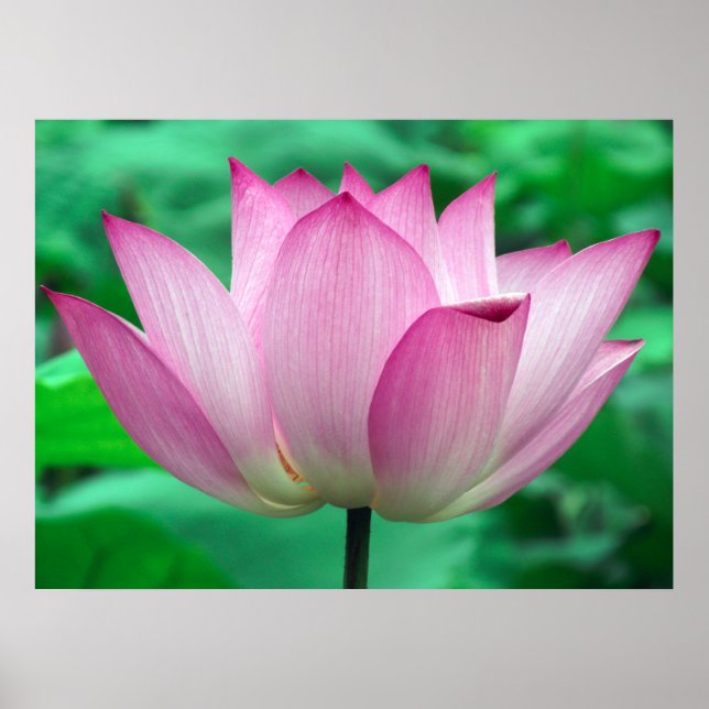 Lotus Blossom Poster (Front)