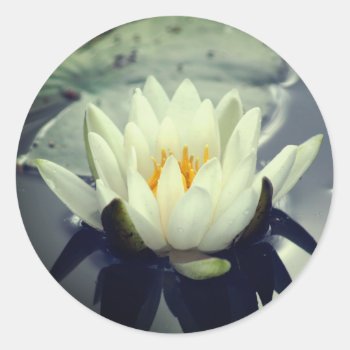 Lotus Blossom Water Lily Flower  Classic Round Sticker by SmilinEyesTreasures at Zazzle