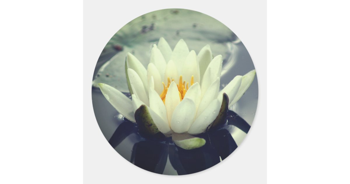 Lotus Blossom Water Lily Flower Classic Round Sticker | Zazzle