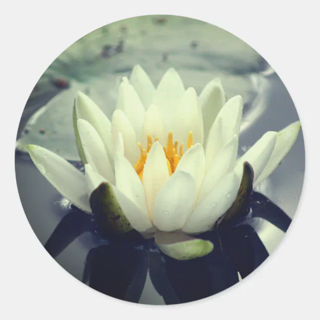 Lotus Blossom Water Lily Flower Classic Round Sticker | Zazzle