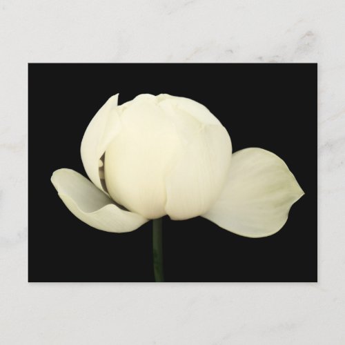 Lotus Bud Invitation Postcard