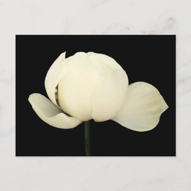 Lotus Bud Invitation Postcard (Front)