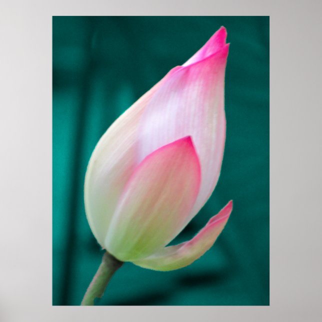 Lotus Bud Tranquility poster (Front)