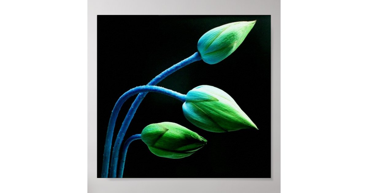 Lotus Buds Poster | Zazzle