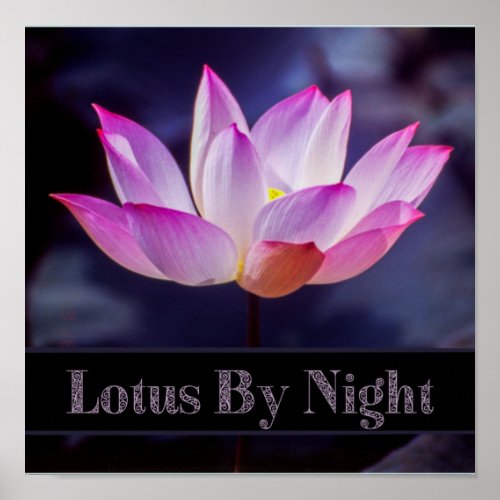 Lotus by Night Poster