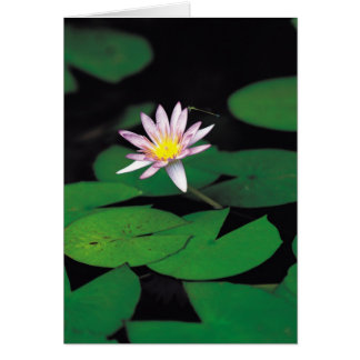 Lotus Cards