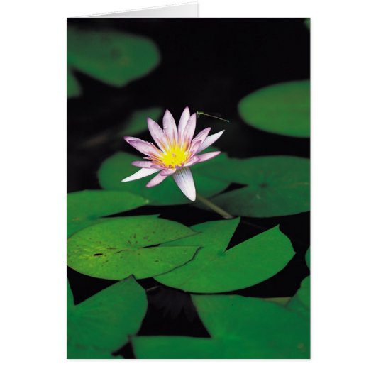 Lotus Cards (Front)