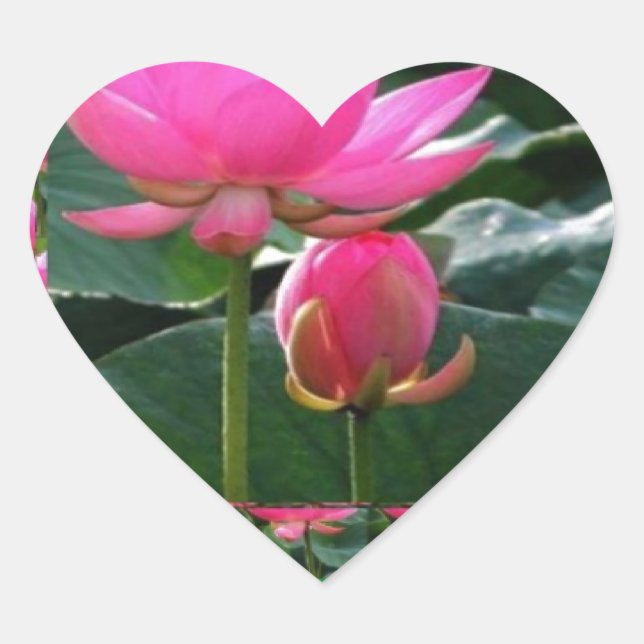 LOTUS : Chakra Rose Pink Green Garden Heart Sticker (Front)