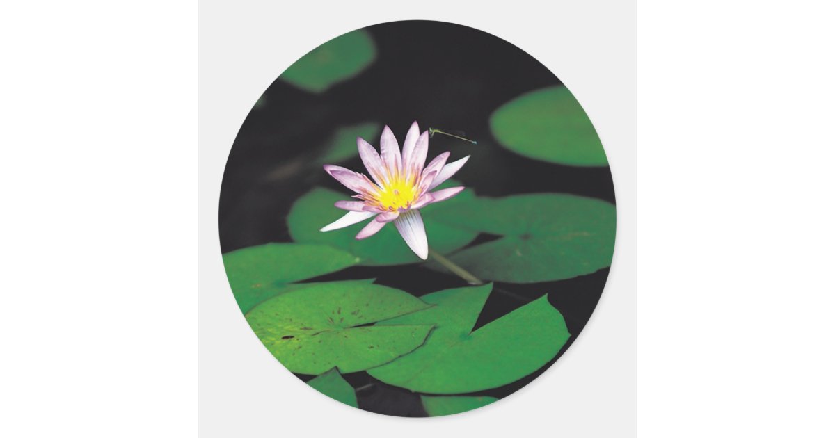Lotus Classic Round Sticker | Zazzle